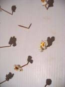 Feed - popcornfield -Field 4